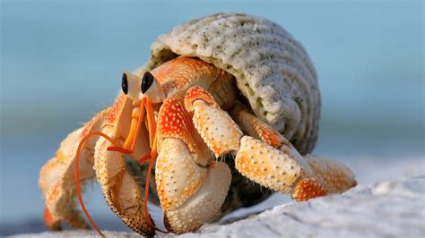 Live Hermit Crabs: Native, Fancy Hermit Crab .